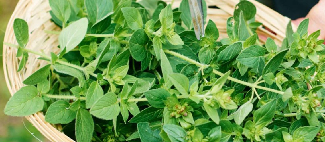 Oregano được trồng theo phương pháp hữu cơ